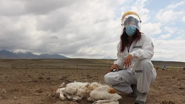 Alerta en Chile por criatura que succiona sangre de crías de animales
