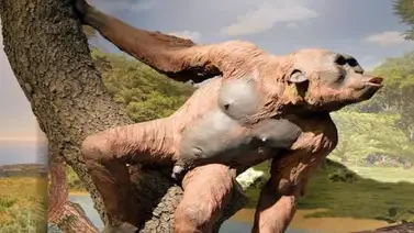 El oído interno de primates del Mioceno revela más datos de evolución humana El oído interno de primates del Mioceno revela más datos de evolución humana