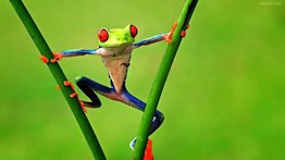 Los animales más coloridos que no pasan desapercibidos