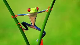 Los animales más coloridos que no pasan desapercibidos