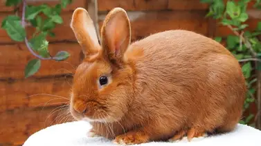 Lo que debes saber antes de adquirir un conejo Lo que debes saber antes de adquirir un conejo