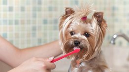 ¿Cómo limpiar los dientes del perro?