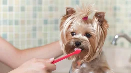 ¿Cómo limpiar los dientes del perro?