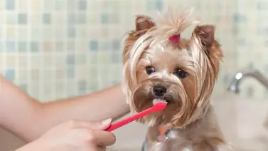 ¿Cómo limpiar los dientes del perro? ¿Cómo limpiar los dientes del perro?