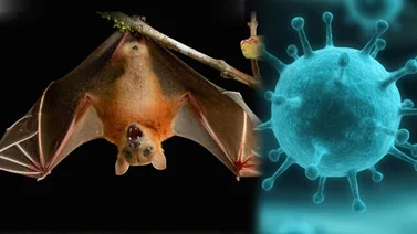 Otro peligroso virus de Asia preocupa a los científicos