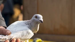 Las autoridades de Australia le perdonan la vida a la paloma Joe