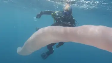 Una gigantesca criatura submarina sorprende en Nueva Zelanda Una gigantesca criatura submarina sorprende en Nueva Zelanda