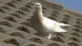 Una paloma que voló de EE UU a Australia será sacrificada