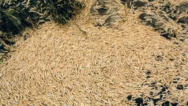 Resuelven el misterio de por qué los ciempiés detienen trenes en Japón Resuelven el misterio de por qué los ciempiés detienen trenes en Japón