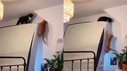 Dos gatos caseros recrean una popular escena de El Rey León (+Video)
