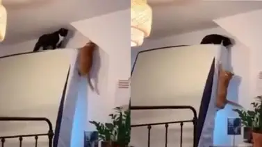 Dos gatos caseros recrean una popular escena de El Rey León (+Video) Dos gatos caseros recrean una popular escena de El Rey León (+Video)