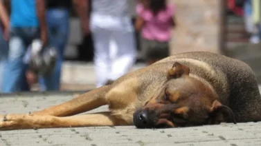 Denuncian presunto envenenamiento de mascotas en Aragua