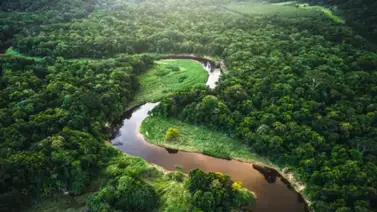 Amazonía de Brasil perdió más de 8.000 kilómetros cuadrados en 2020 producto de los incendios Amazonía de Brasil perdió más de 8.000 kilómetros cuadrados en 2020 producto de los incendios