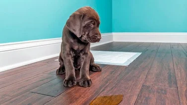 ¿Cómo eliminar el hedor de orina de tus mascotas?