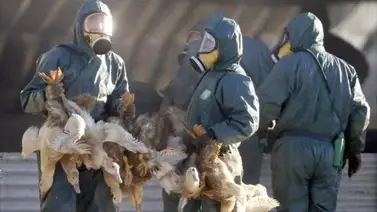 Epidemia de gripe aviar se expande en el suroeste de Francia Epidemia de gripe aviar se expande en el suroeste de Francia