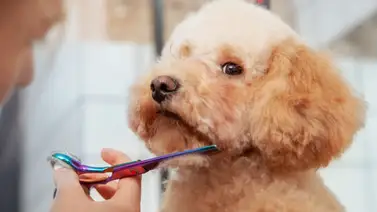 ¿Es bueno cortarle el pelo al perro? ¿Es bueno cortarle el pelo al perro?