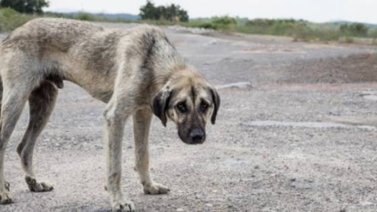 Veterinarios apoyan penalización hacia agresores de animales