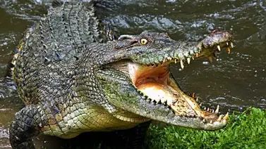 Prófugo de la justicia es rescatado de ser devorado por cocodrilos Prófugo de la justicia es rescatado de ser devorado por cocodrilos