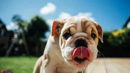 ¿Cómo saber si un perro está deshidratado?