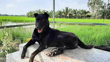 La historia de Mino, la perra que no abandona la tumba de su dueño La historia de Mino, la perra que no abandona la tumba de su dueño