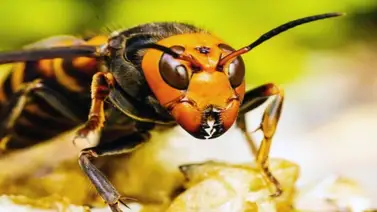 Animales pequeños pero peligrosos Animales pequeños pero peligrosos