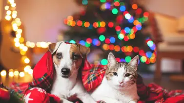 Cuidados de los animalitos en Navidad y Año Nuevo Cuidados de los animalitos en Navidad y Año Nuevo