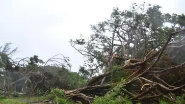Mueren dos personas al caerles árbol encima en Puerto Cabello Mueren dos personas al caerles árbol encima en Puerto Cabello