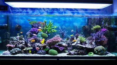Qué hacer para tener un acuario en casa