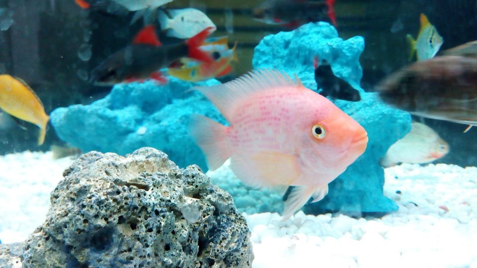 Qué hacer para tener un acuario en casa Qué hacer para tener un acuario en casa