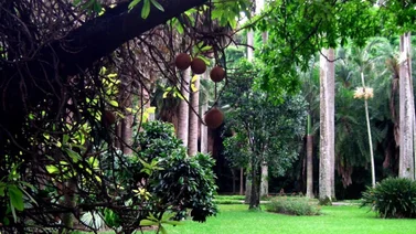 Entregan 10 hectáreas rehabilitadas del Jardín botánico de la UCV