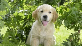 Ideas para elegir el nombre del perro
