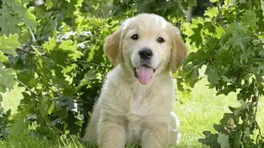 Ideas para elegir el nombre del perro Ideas para elegir el nombre del perro