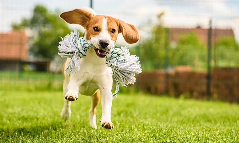 Ideas para elegir el nombre del perro
