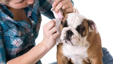 5 pasos para limpiar las orejas de tu perro