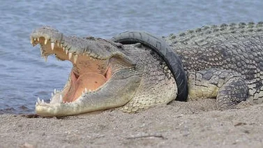 Reaparece cocodrilo con llanta gigante en el cuello