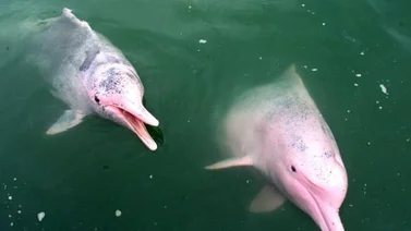 Delfines de agua dulce están en peligro de extinción