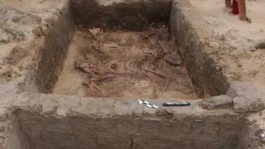 Asnos fueron domesticados en Egipto hace 6.000 años Asnos fueron domesticados en Egipto hace 6.000 años