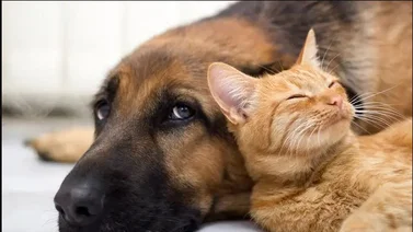 Las mascotas son sinónimo de responsabilidad y compromiso