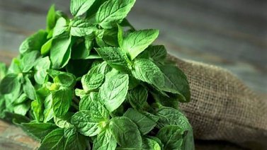 La menta en la cocina+ receta
