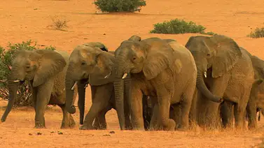 Superpoblación de elefantes y sequía lleva a Namibia a subastar 170 elefantes Superpoblación de elefantes y sequía lleva a Namibia a subastar 170 elefantes