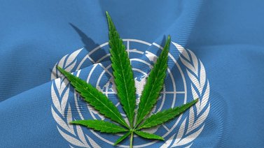 La ONU reconoce oficialmente las propiedades medicinales del cannabis