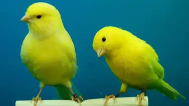 Cuidados del canario doméstico Cuidados del canario doméstico