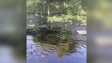 Derrame de petróleo afecta a zona rural de la Costa Oriental del Lago (+Video)