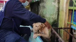 "Tratar a las mascotas como a uno mismo", dice uno de los rescatistas del perro en la inundación de Tabasco
