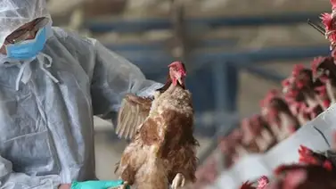 Francia detecta un primer foco de gripe aviar peligrosa en este año Francia detecta un primer foco de gripe aviar peligrosa en este año