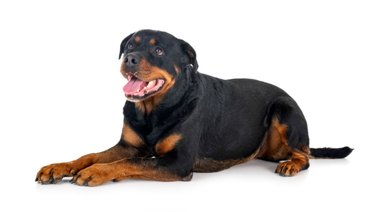 Descubriendo la raza de los rottweiler