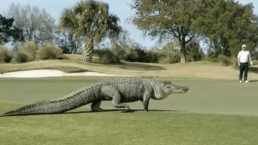 Un enorme cocodrilo se pasea por un campo de golf de Florida