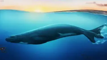 Descubren en Nueva Zelanda una nueva especie de enorme foca monje extinta Descubren en Nueva Zelanda una nueva especie de enorme foca monje extinta
