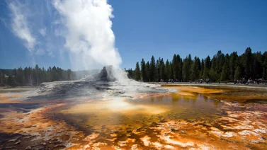 Cocinan pollos en aguas termales de parque Yellowstone