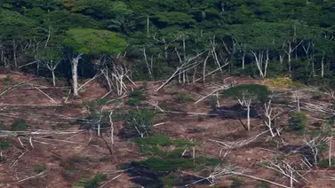 UE urge a Brasil a mostrar datos positivos sobre deforestación en Amazonía UE urge a Brasil a mostrar datos positivos sobre deforestación en Amazonía